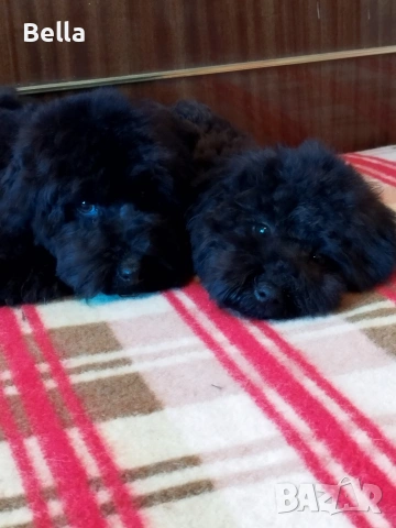 Мини пудел , снимка 12 - Пудели - 53132342