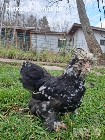 Американски копринки пилета , снимка 4 - Кокошки и пуйки - 52954194