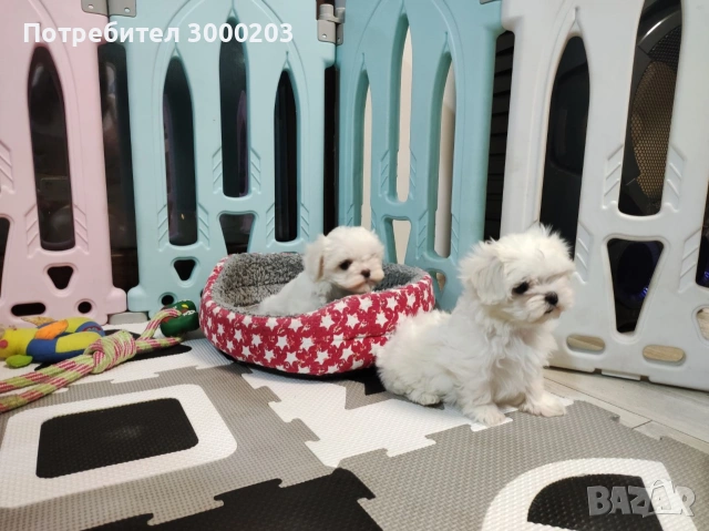 Малтийска болонка , снимка 2 - Болонка - 50393640