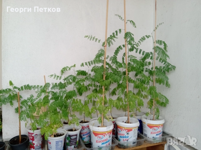 Цезалпиния, Жълта Райска Птица , снимка 7 - Градински цветя и растения - 51287941