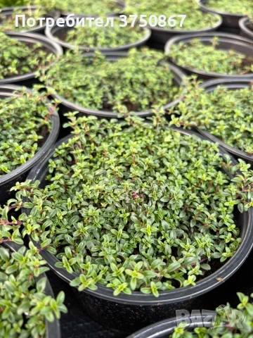 🌿💜 Thymus vulgaris ‘Purple Beauty’ / Пълзяща мащерка , снимка 2 - Градински цветя и растения - 53028970