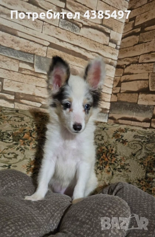 Момче Шелти мини Коли , снимка 4 - Коли - 53650176