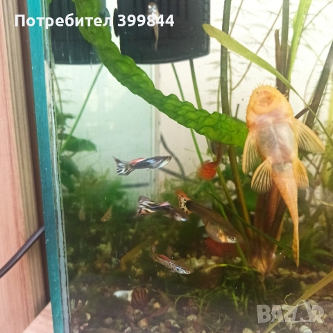 Продавам рибки Гупи, снимка 14 - Рибки - 48884894