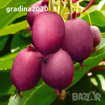 Червено киви - Налични 4 сорта Студоустойчиви, снимка 5 - Разсади - 49381590