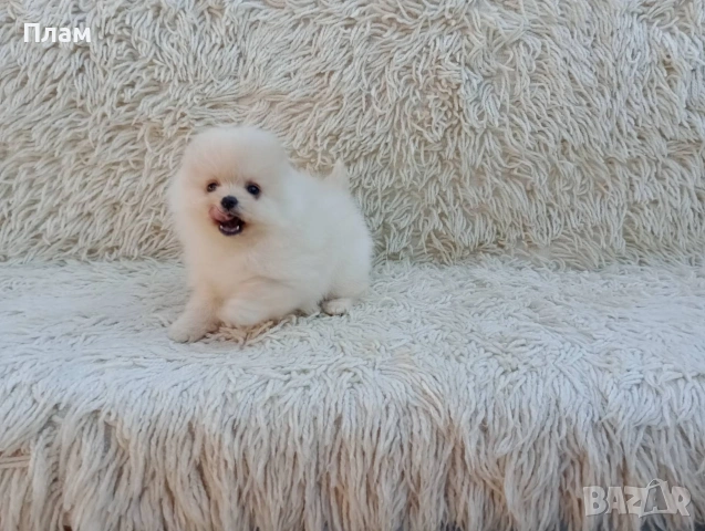 Мъжки и женски Померани.Реални снимки от 06.04.26 г. , снимка 8 - Померан - 54112218