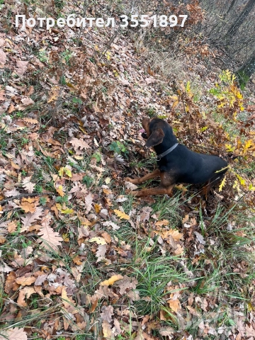 Продавам четири ловни гончета , снимка 12 - Гонче - 52538759