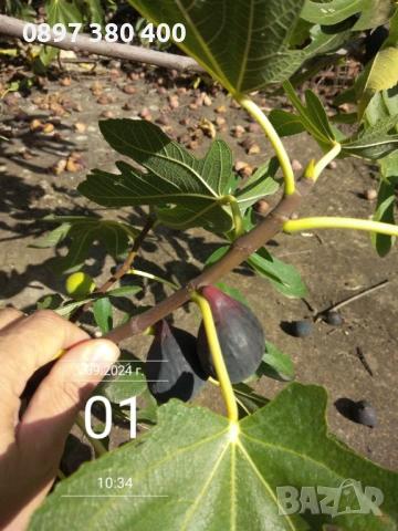 дръвчета смокиня сортове " Кръгла от Бордо " и  "Черна от Бурса" , снимка 8 - Градински цветя и растения - 54139645