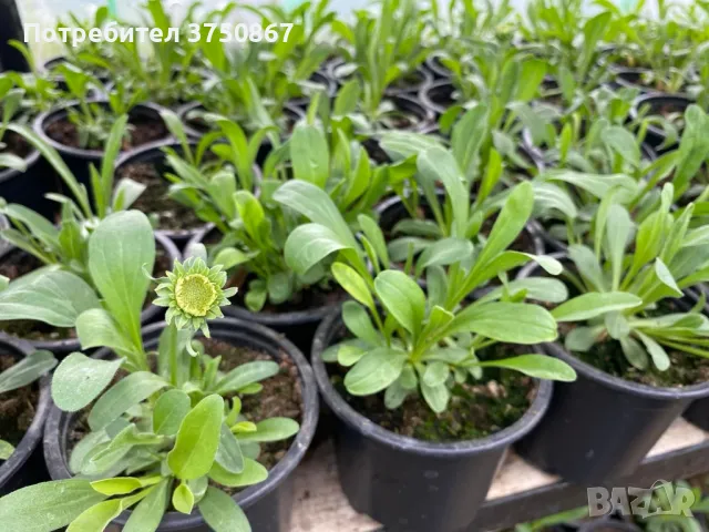 💜🩷💜 МНОГОГОДИШНА АЛПИЙСКА АСТРА
 /Aster alpinus/ 💜🩷💜, снимка 10 - Градински цветя и растения - 49778130