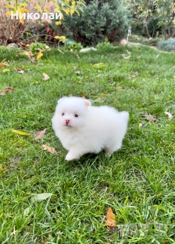 Померан мини момче. Померанче