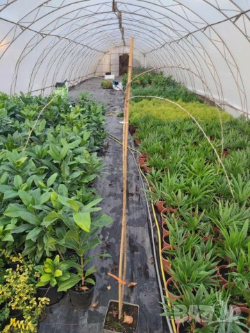 Плачеща японска вишна Snow fountain, снимка 3 - Градински цветя и растения - 44196176