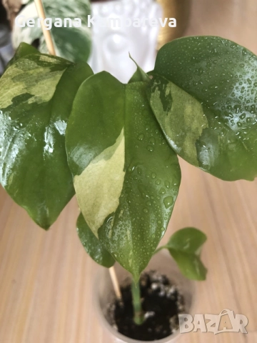 Rhaphidophora Tetrasperma Albo Variegata 