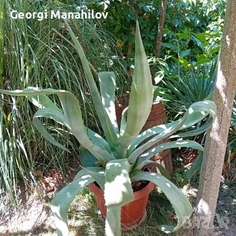 Агаве, снимка 1