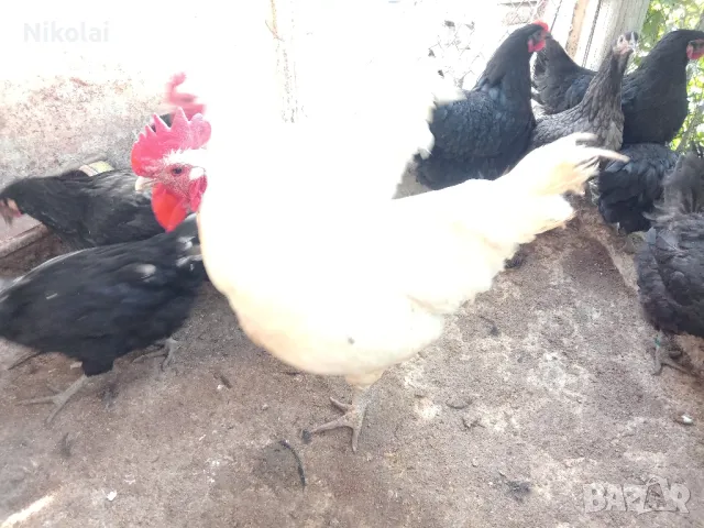 Австролорп черен,син кокошки 8месеца , снимка 4 - За птици - 49377436