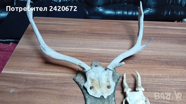 еленови рога с череп, снимка 2 - Декорация за дома - 52070844
