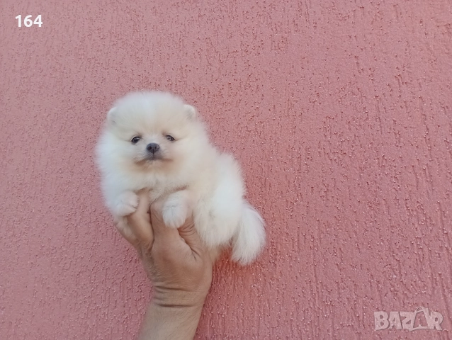 Женски Померани. Реални снимки от 07.12.25 г. , снимка 9 - Померан - 52556595