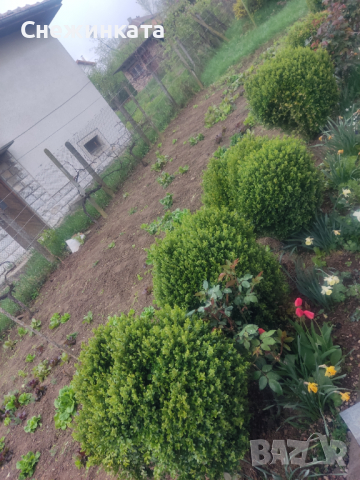 Продавам различни чемшири, снимка 11 - Градински цветя и растения - 36541426