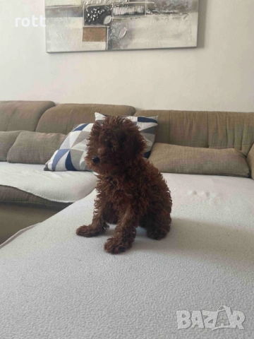 Той Пудел, снимка 2 - Пудели - 54109930