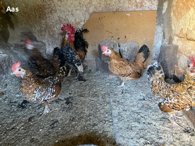 Джинки , снимка 3 - Други - 53939852