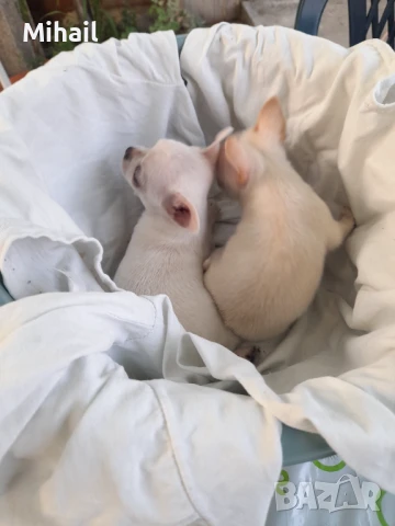 Продавам чихуахуа, снимка 5 - Чихуахуа - 51161252