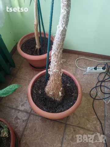 Слонска Юка Yucca elephantipes, снимка 3 - Стайни растения - 56121988