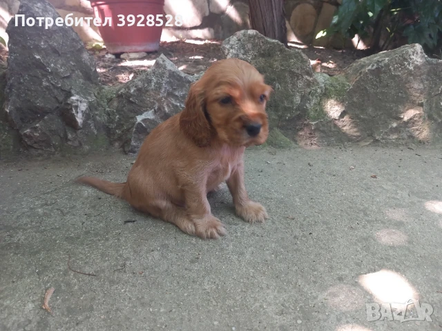 Кокер Шпаниьол , снимка 1