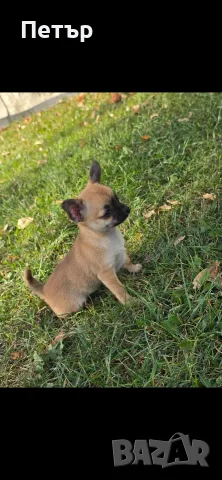 чихуахуа момче и момиче, снимка 15 - Чихуахуа - 56513653
