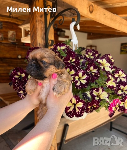 Кученца пекинез