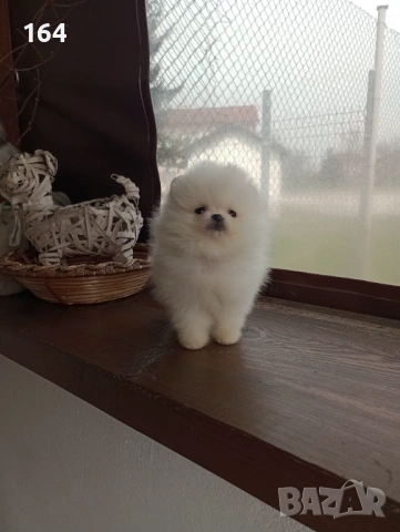 Чисто бели мини Померани. Реални снимки от 21.03.26, снимка 11 - Померан - 53883222