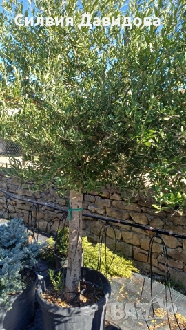 Маслина Европейска, снимка 2 - Градински цветя и растения - 52508763