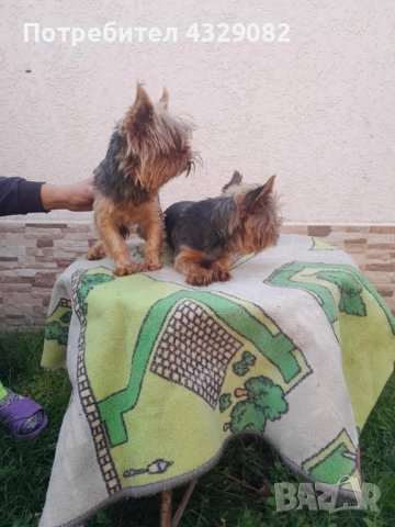 Продавам мини йоркита , снимка 4 - Йоркширски териер - 52504136