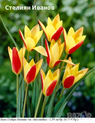 БОТАНИЧЕСКИ ЛАЛЕТА – ЛУКОВИЦИ, снимка 8 - Сортови семена и луковици - 52372825