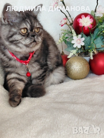 Екзотично момиче , снимка 4 - Персийска - 53129772