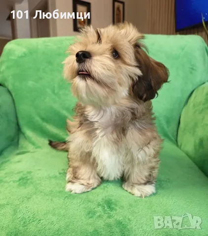 Хаванска болонка