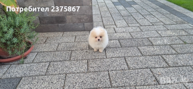 Мъжко померанче,померан, снимка 6 - Померан - 52774921