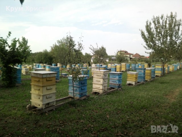 Български полифлорен пчелен мед 2023 -опаковки ~1кг. и ~25кг. (полски букет-слънчоглед), снимка 5 - Други - 29594647