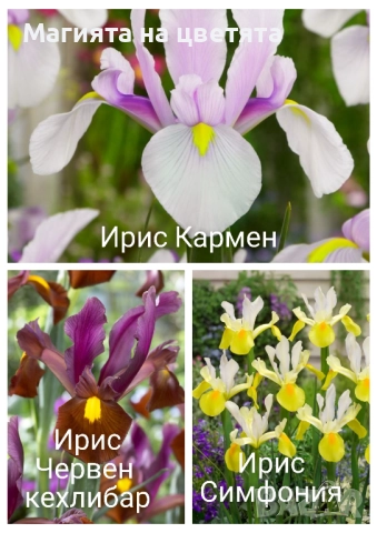 Разпродажба Луковици на 5 сорта ириси