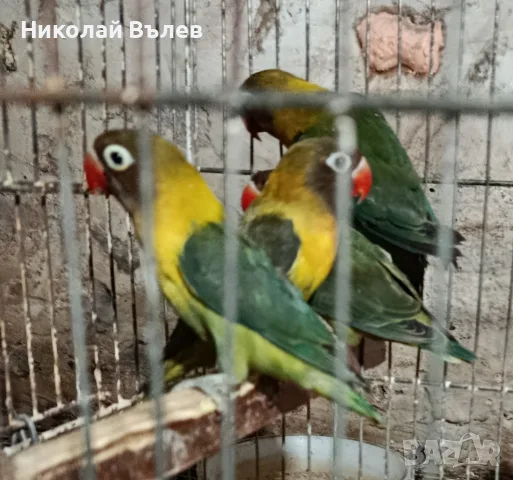 Разнообразие от папагали , снимка 17 - Папагали - 56295477
