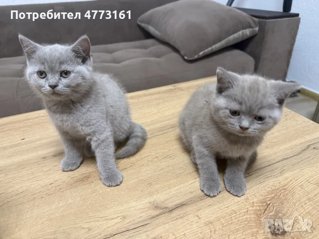 Британски късокосмести котки, снимка 9 - Британска късокосместа - 56404480