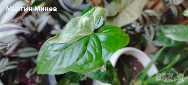 Сингониум (Syngonium) «Imperial White» 