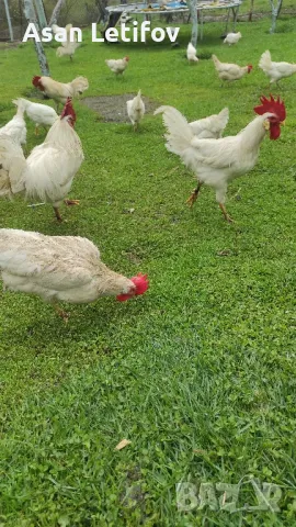 Оплодени яйца от Легхорн , снимка 2 - други­ - 49595792