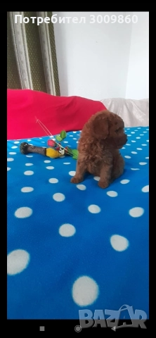 Той пудел , снимка 8 - Пудели - 52921627