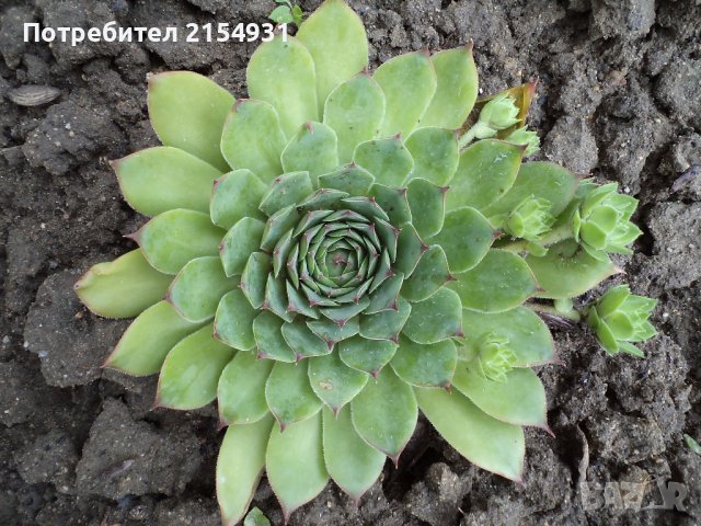 Сукуленти / Дебелец / Алпийска роза, снимка 5 - Градински цветя и растения - 36621042