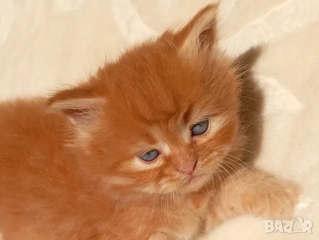 Сибирчета, сибирска котка, сибирски котенца, сибирско коте, хипоалергенни, червено момче, снимка 7 - Сибирски - 56200577