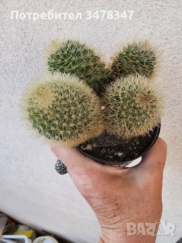 Четириглава мамилария, снимка 3 - Стайни растения - 50244149