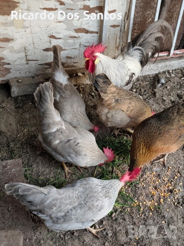 Италианска носачка Изабела яйца