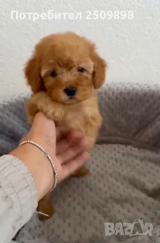 Малтипу Maltipoo 