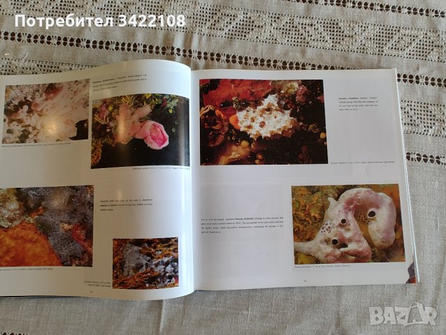 Богато илюстрирана книга, твърди корици: Подводният свят на Хърватия, снимка 8 - Специализирана литература - 42891596