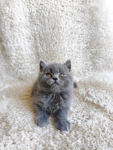 последния красавец свикнало с малко детенце в Хасково