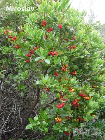 Ягодово дърво/Arbutus unedo (кумарка), снимка 6 - Градински цветя и растения - 49323572
