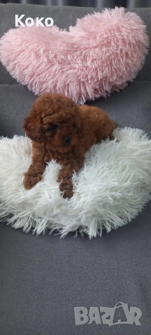 Той пудел/Тийкъп, снимка 3 - Пудели - 51938291